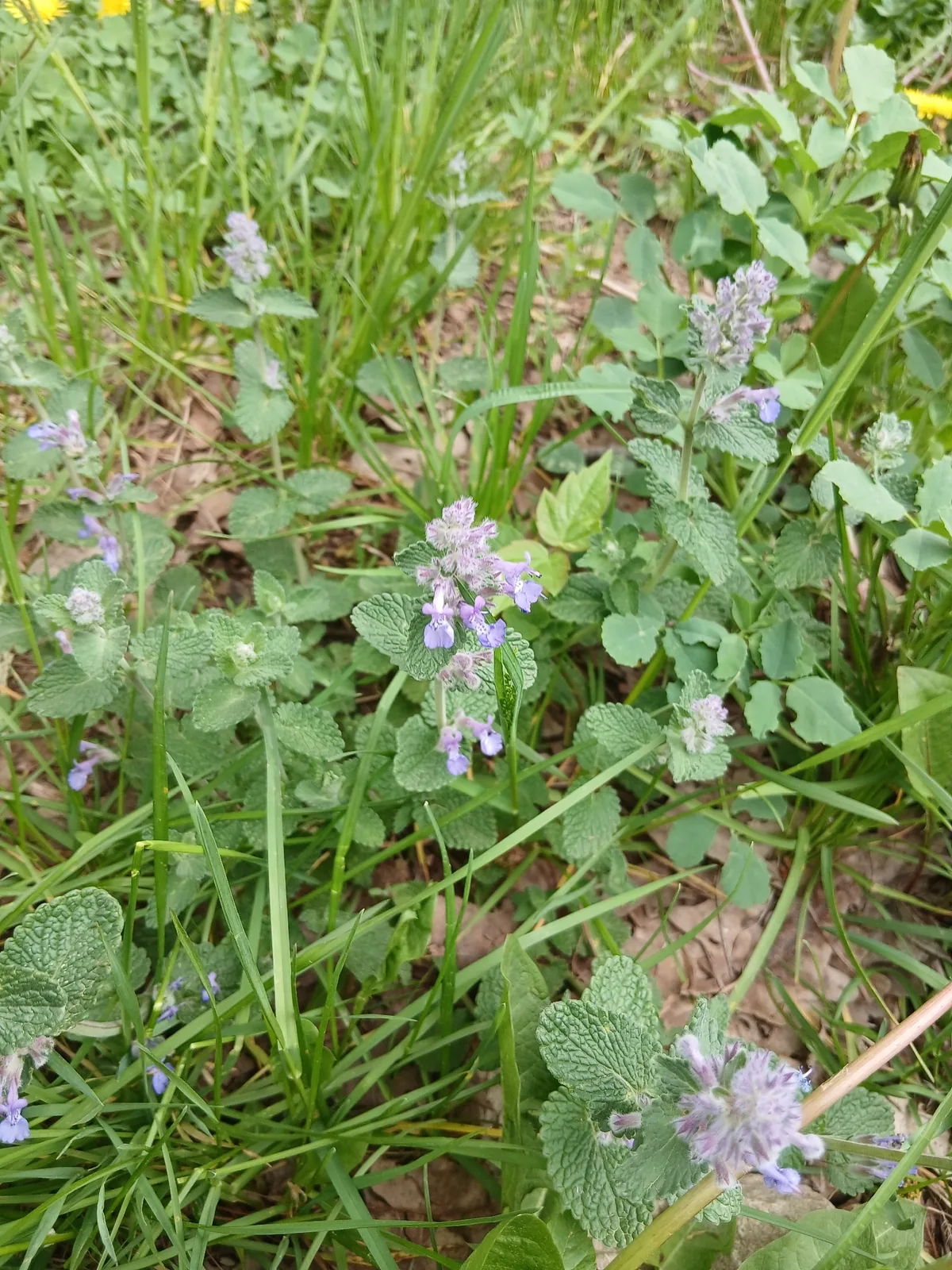 Photo: Дмитрий Дунин, via iNaturalist · CC BY · via GBIF Catmint (Nepeta × faassenii), photograph
