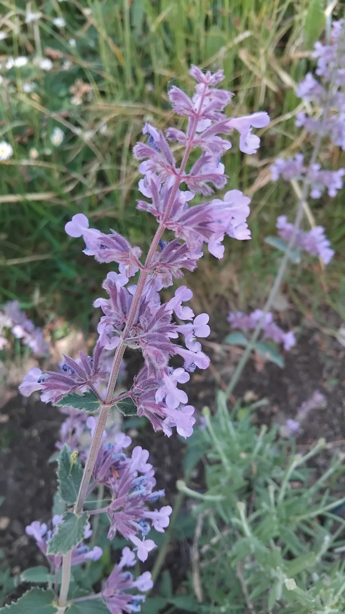 catmint (Nepeta × faassenii), photograph