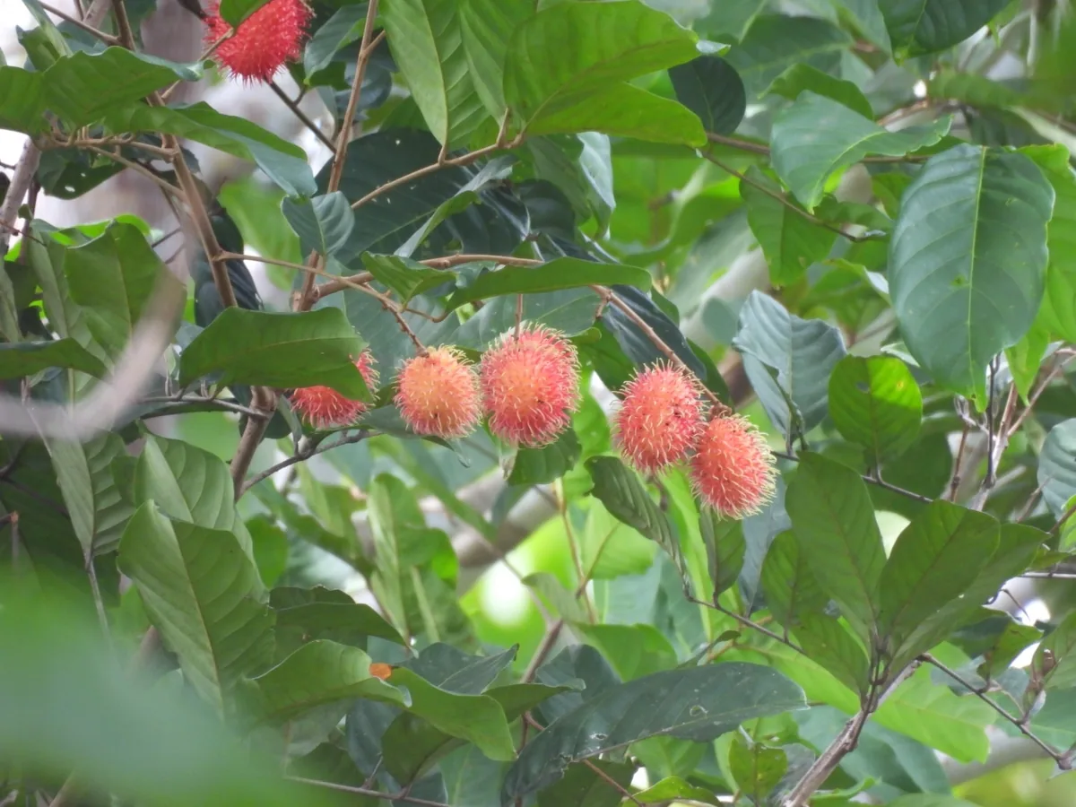 rambutan (Nephelium lappaceum), photograph