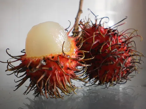 Photo: (c) Ong Jyh Seng, some rights reserved · CC BY-SA · via iNaturalist rambutan (Nephelium lappaceum), photograph