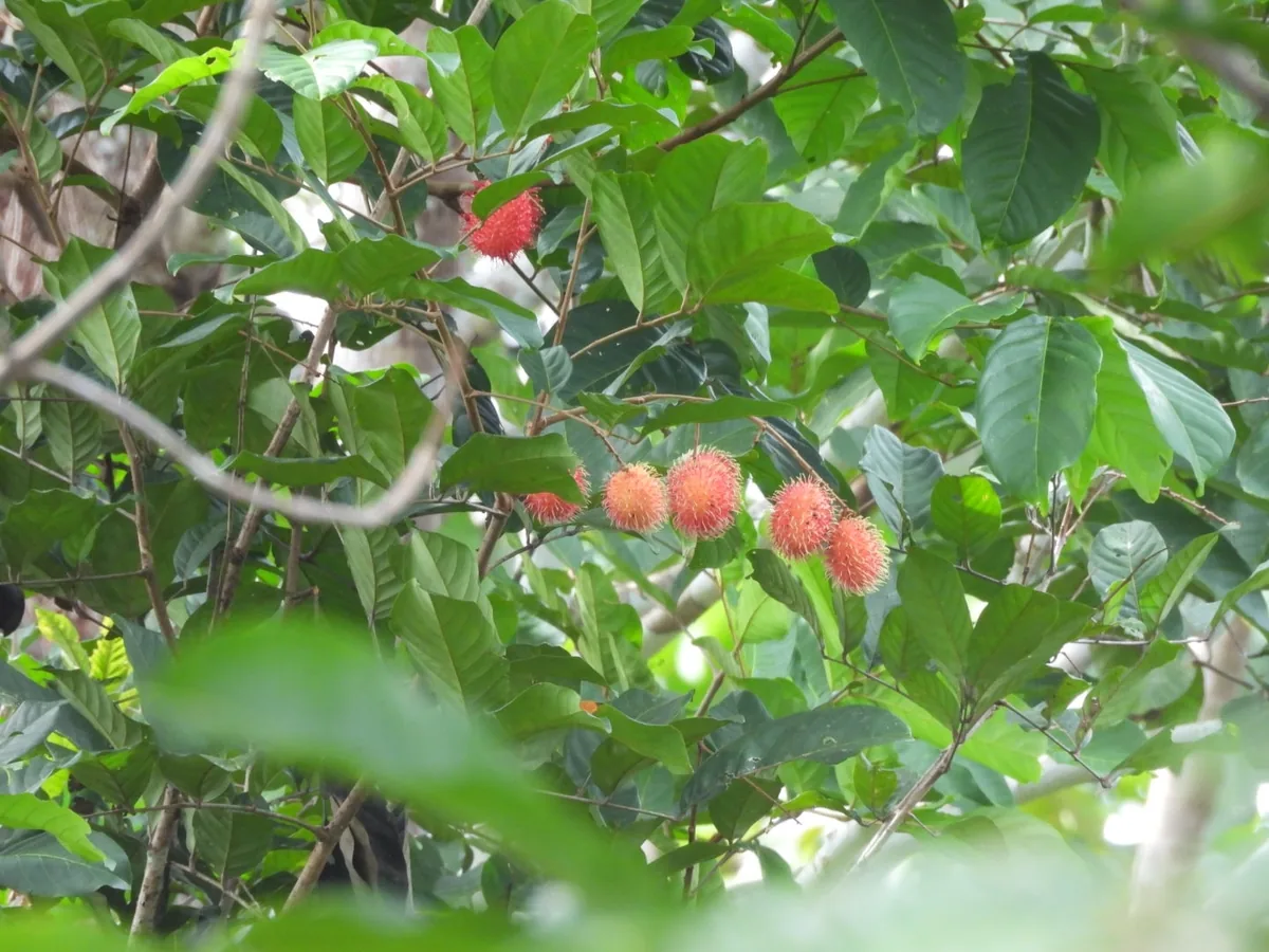 rambutan (Nephelium lappaceum), photograph