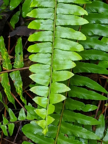 Boston Fern (Nephrolepis exaltata), photograph