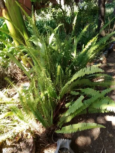 Photo: (c) ELOYJIMENEZ13, some rights reserved · CC BY-SA · via iNaturalist Boston fern (Nephrolepis exaltata), photograph