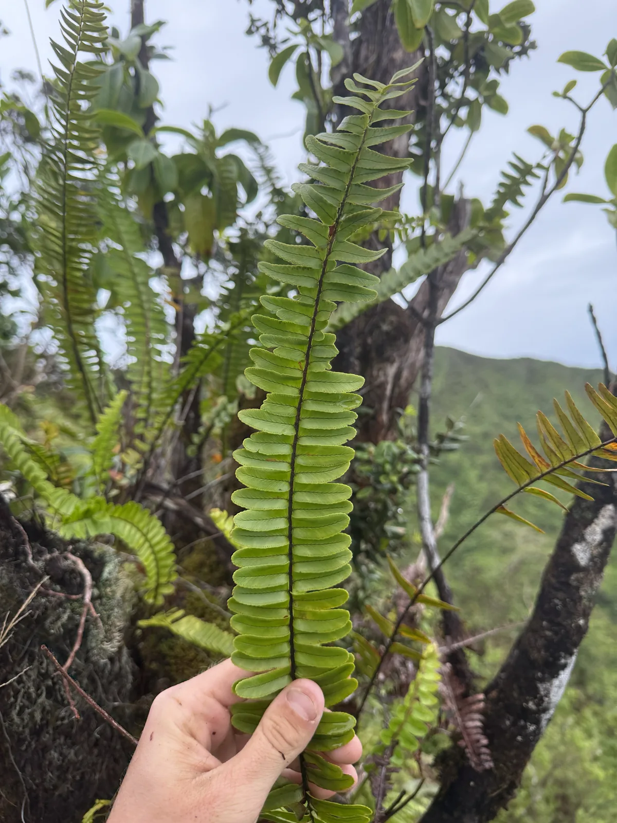 Boston Fern (Nephrolepis exaltata), photograph