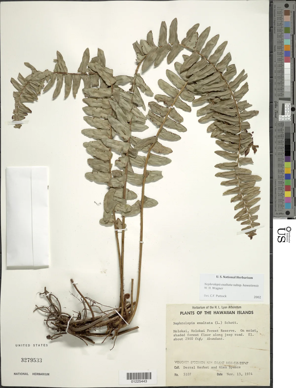 Boston Fern (Nephrolepis exaltata), photograph