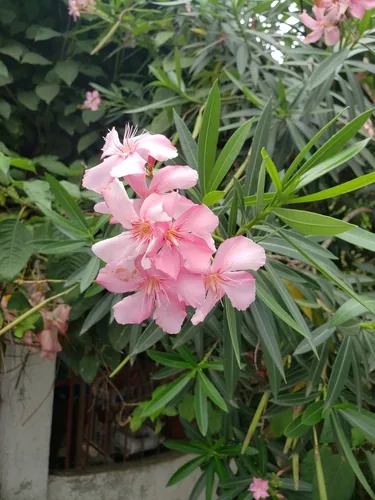 Photo: (c) Aleshka Quezada, some rights reserved · CC BY · via iNaturalist oleander (Nerium oleander), photograph