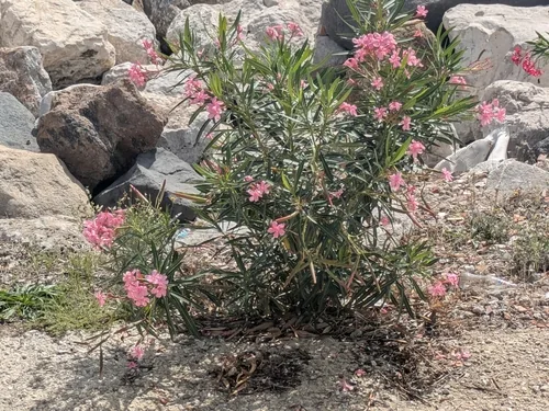 oleander (Nerium oleander), photograph