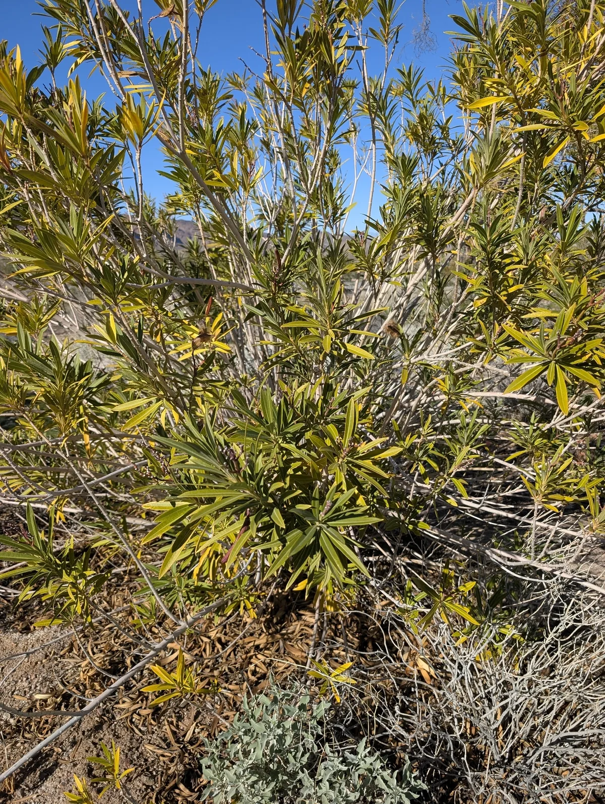 oleander (Nerium oleander), photograph