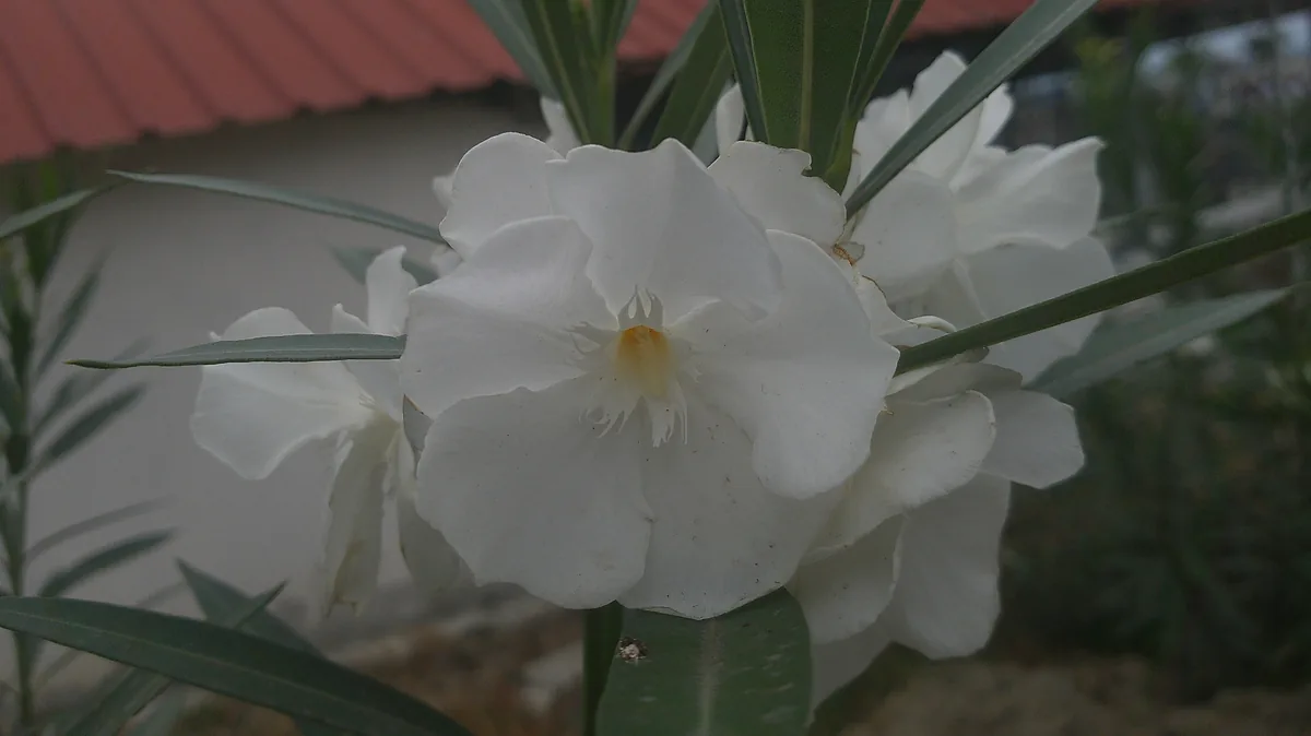 oleander (Nerium oleander), photograph