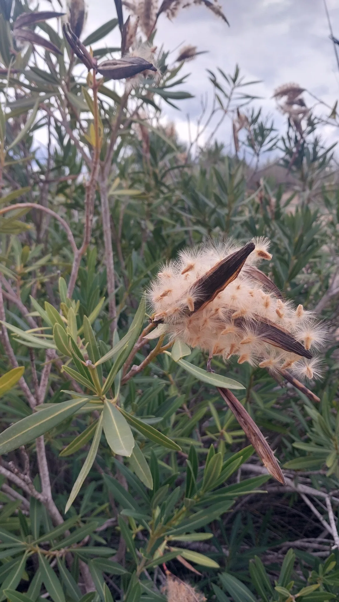 oleander (Nerium oleander), photograph