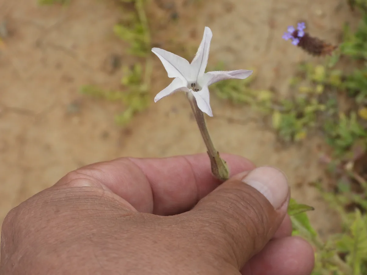 nicotiana (Nicotiana alata), photograph