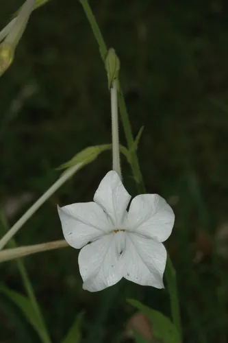 nicotiana (Nicotiana alata), photograph