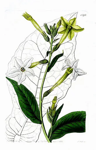 nicotiana (Nicotiana alata), botanical illustration