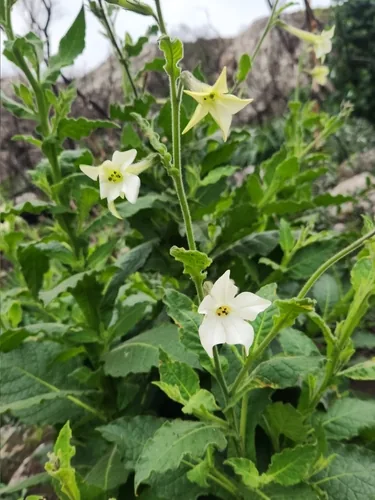 Photo: no rights reserved · CC0 · via iNaturalist nicotiana (Nicotiana alata), photograph
