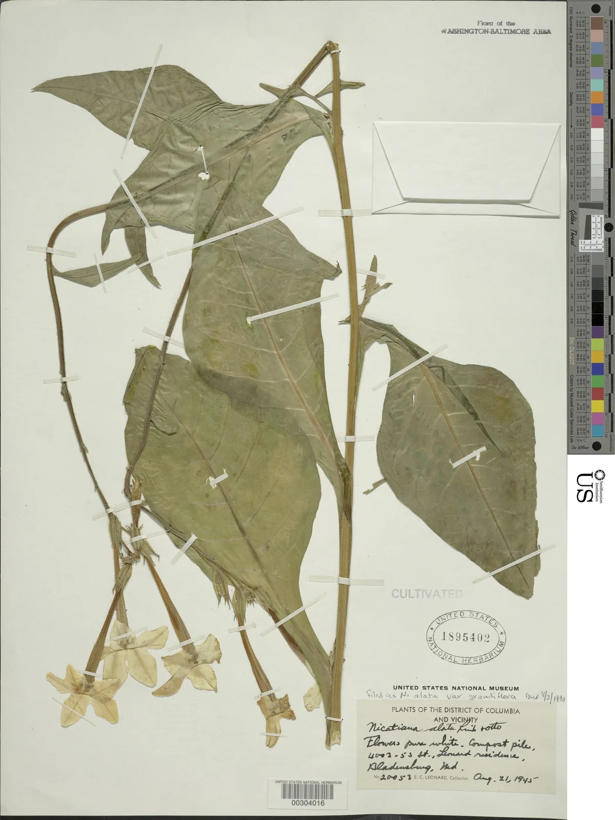 nicotiana (Nicotiana alata), photograph