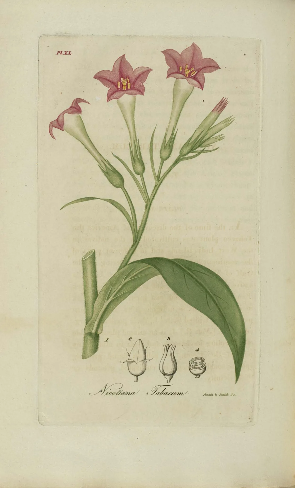 Tobacco (Nicotiana tabacum), botanical illustration