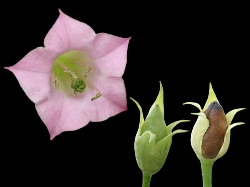 Tobacco (Nicotiana tabacum), photograph