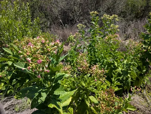 Photo: (c) sdash, some rights reserved (CC BY) · cc-by · via iNaturalist Tobacco (Nicotiana tabacum), photograph