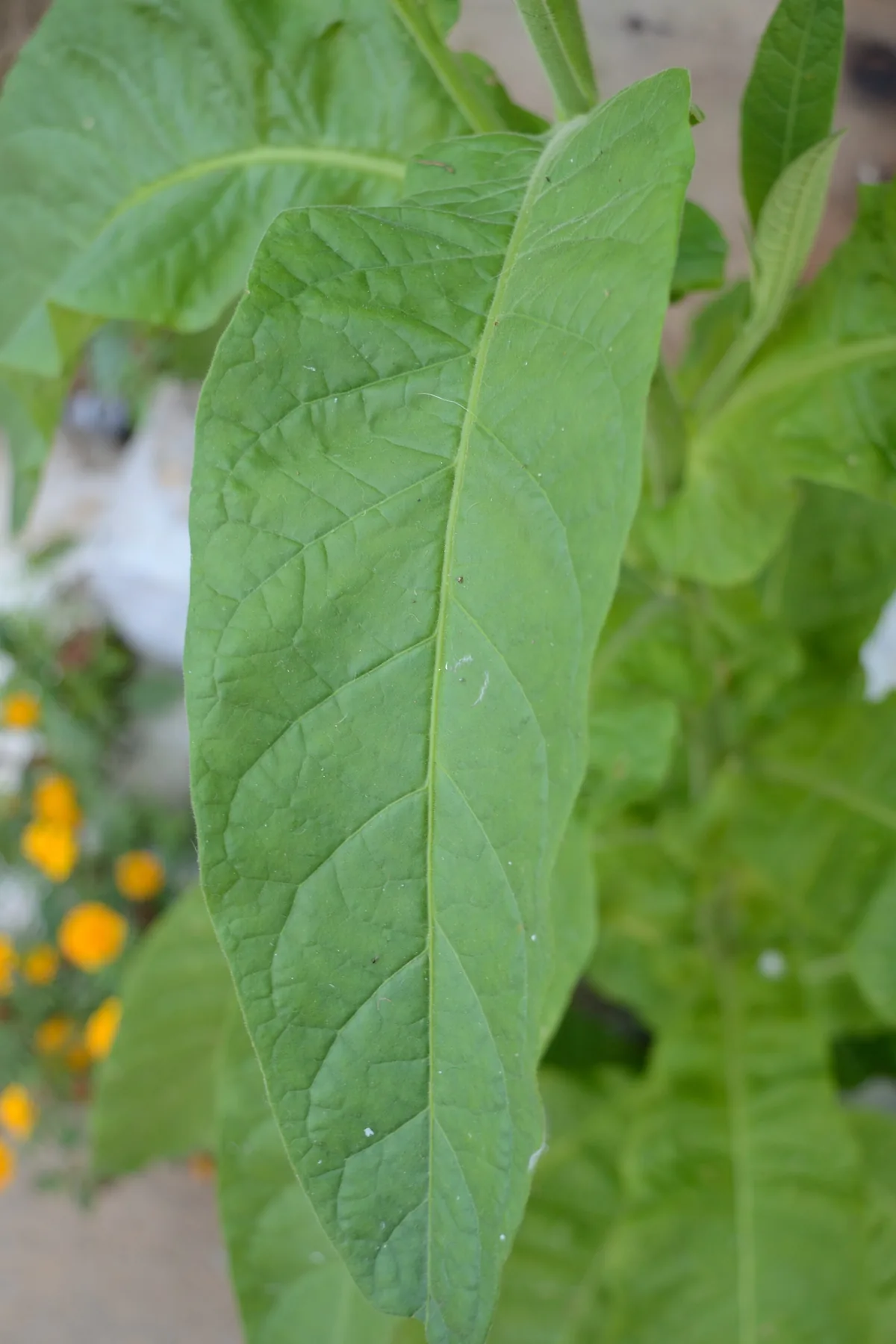 Tobacco (Nicotiana tabacum), photograph