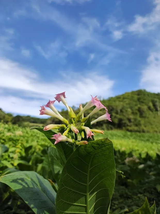 tobacco (Nicotiana tabacum), photograph