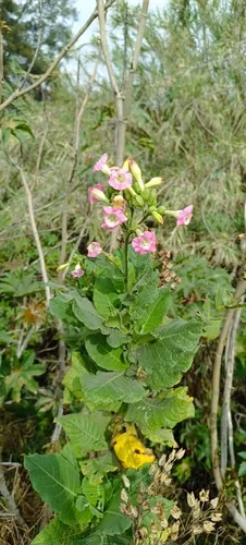 Tobacco (Nicotiana tabacum), photograph