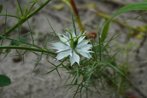 nigella (Nigella damascena), photograph