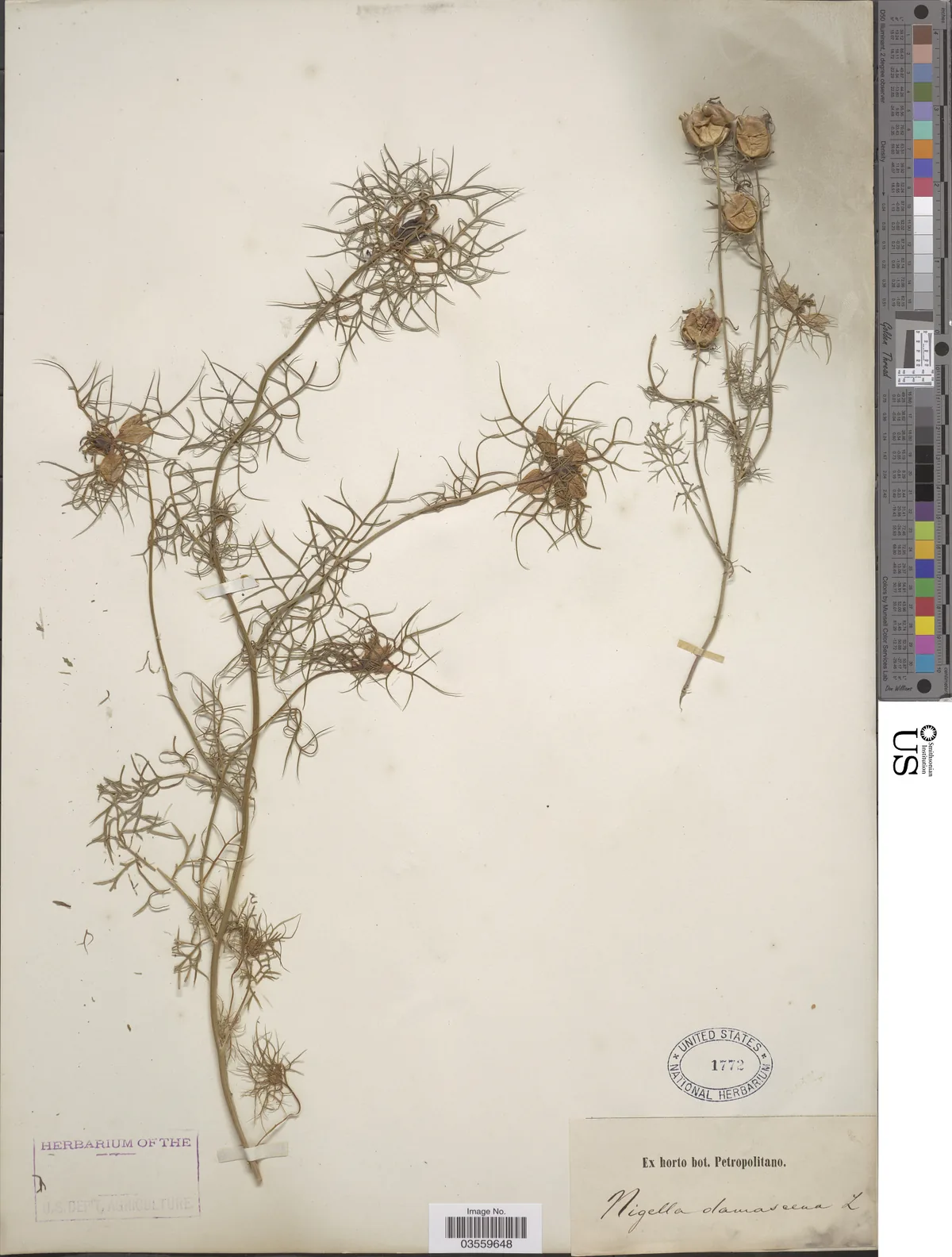 nigella (Nigella damascena), photograph