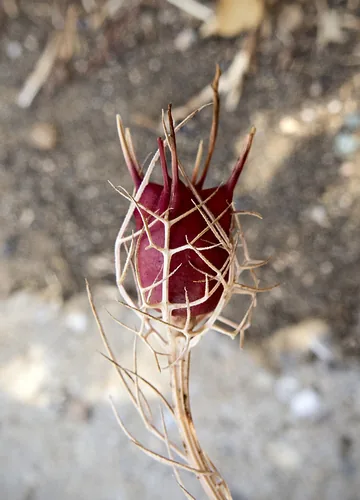 Photo: (c) katunchik, some rights reserved · CC BY · via iNaturalist nigella (Nigella damascena), photograph