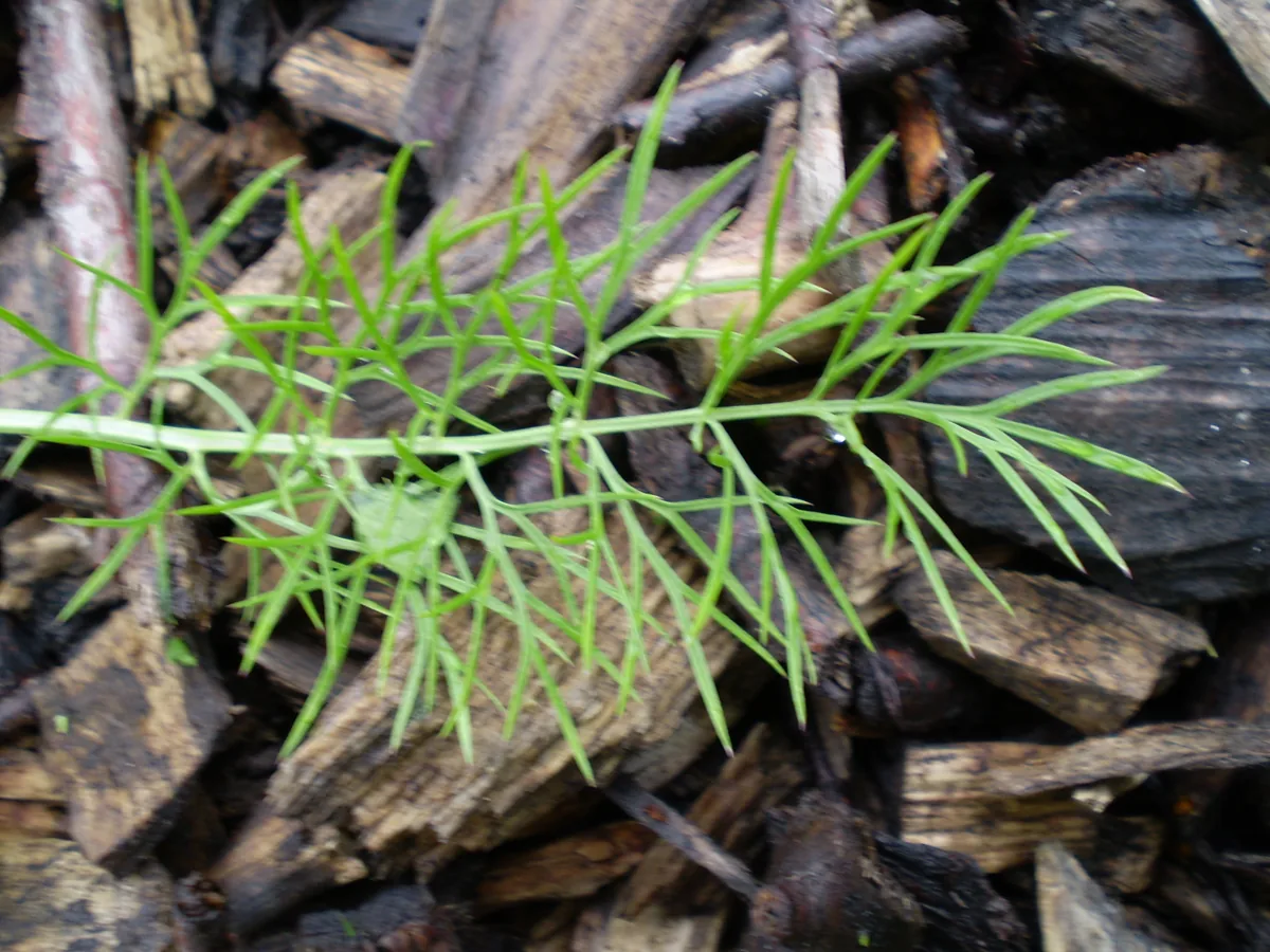 nigella (Nigella damascena), photograph