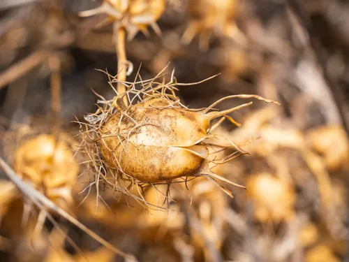 nigella (Nigella damascena), photograph
