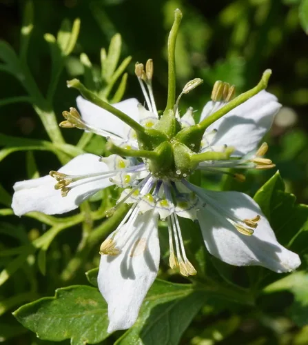 black seed (Nigella sativa), photograph