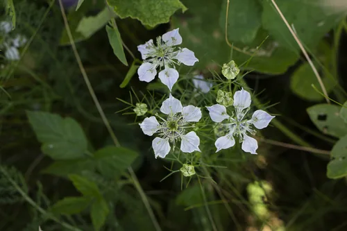 black seed (Nigella sativa), photograph
