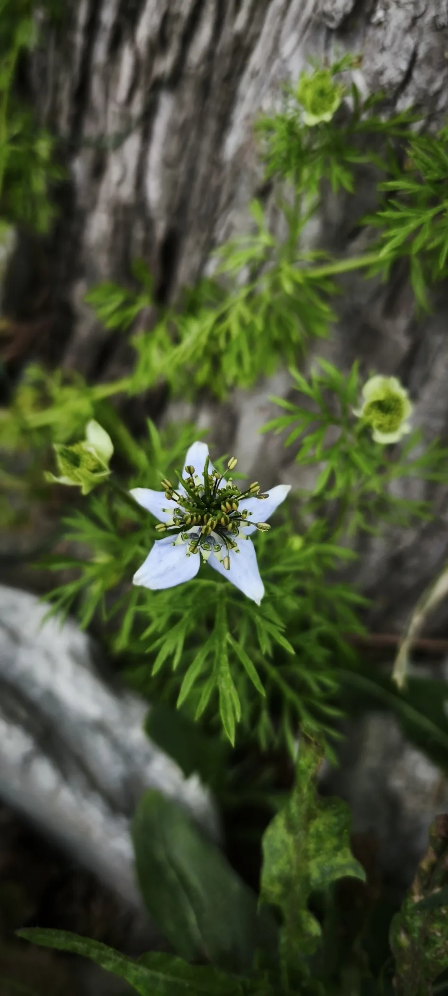 Photo: kardelen, via iNaturalist · CC BY · via GBIF black seed (Nigella sativa), photograph