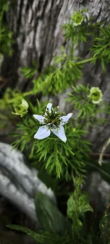 black seed (Nigella sativa), photograph