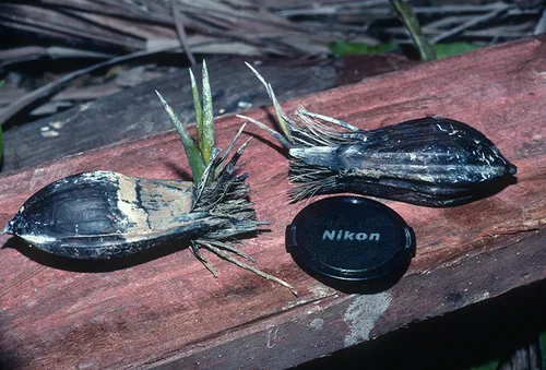 Nypa Palm (Nypa fruticans), photograph