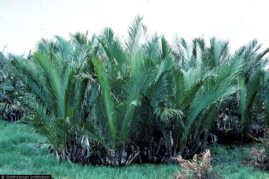 nypa palm (Nypa fruticans), photograph