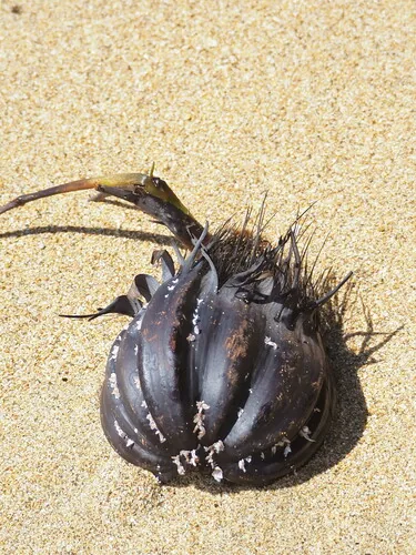 Nypa Palm (Nypa fruticans), photograph