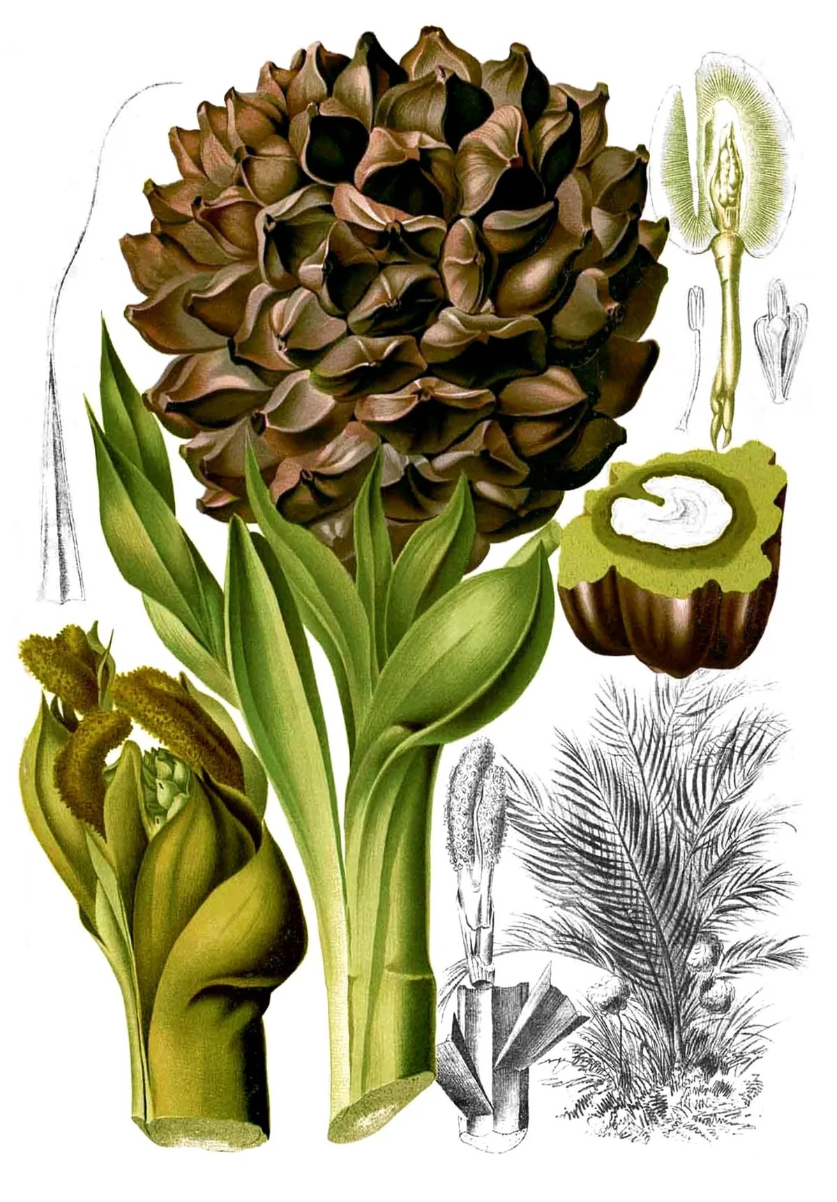 Nypa Palm (Nypa fruticans), botanical illustration