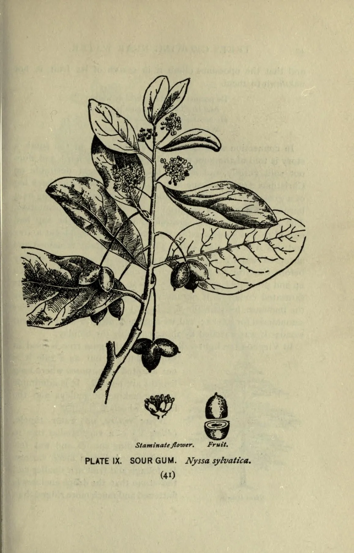Black Gum (Nyssa sylvatica), botanical illustration