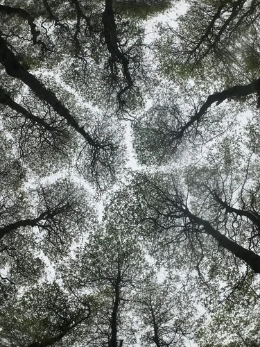 Photo: (c) Chase Mathey, some rights reserved (CC BY) · cc-by · via iNaturalist Black Gum (Nyssa sylvatica), photograph