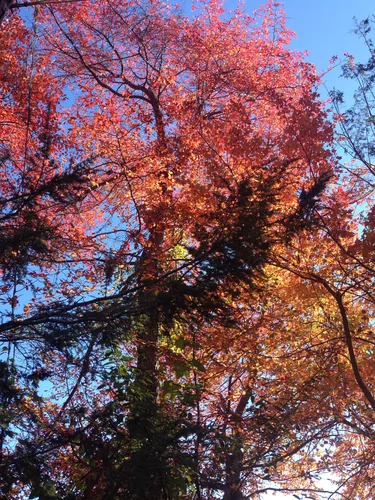 Black Gum (Nyssa sylvatica), photograph