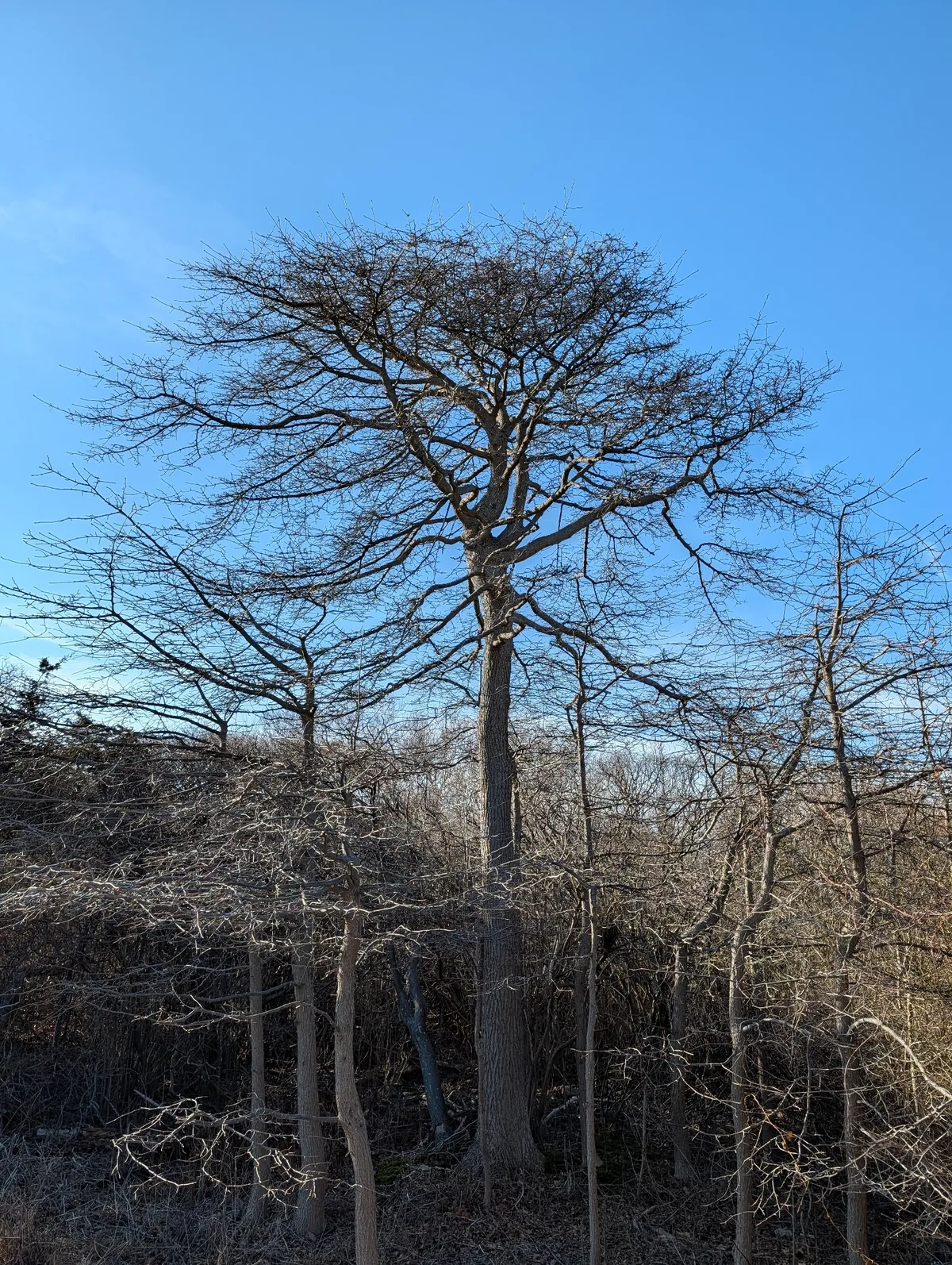 Black Gum (Nyssa sylvatica), photograph