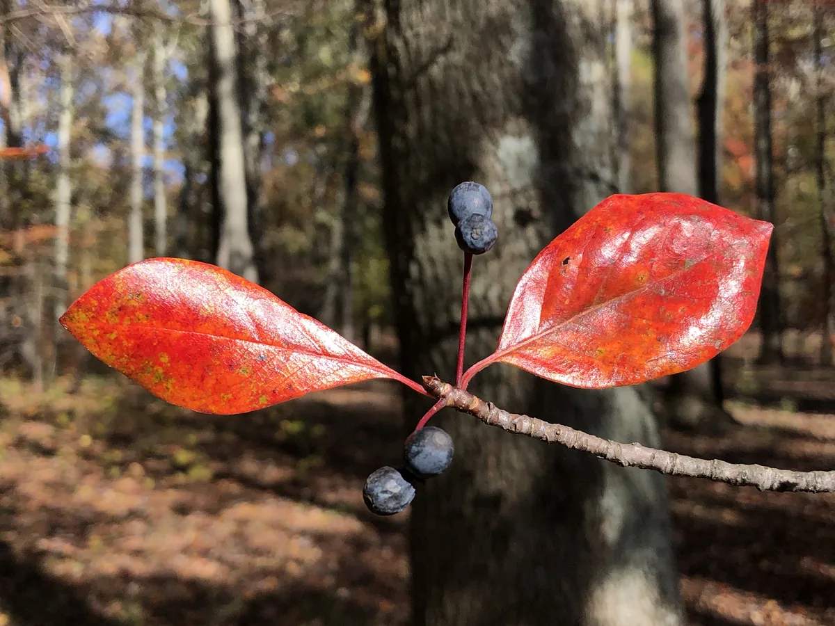 Photo: Famartin · CC BY-SA 4.0 · via Wikimedia Commons black gum (Nyssa sylvatica), photograph
