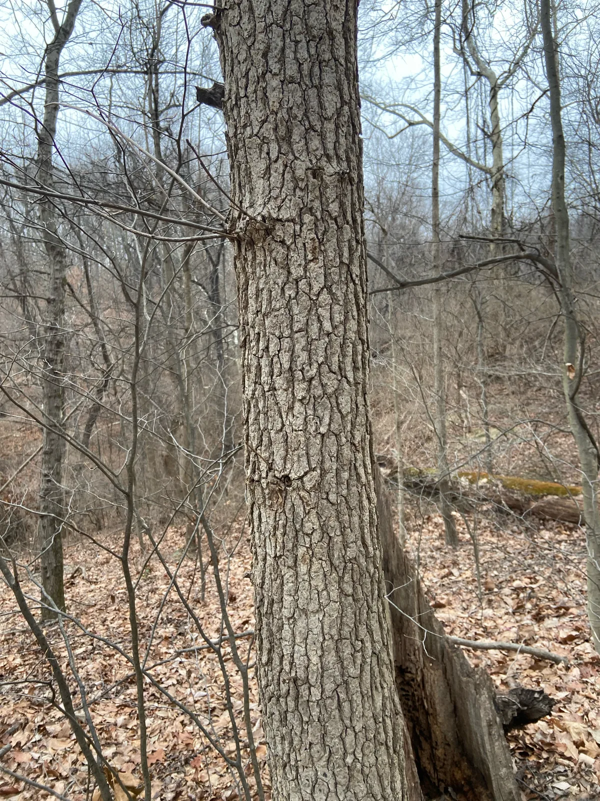 Black Gum (Nyssa sylvatica), photograph