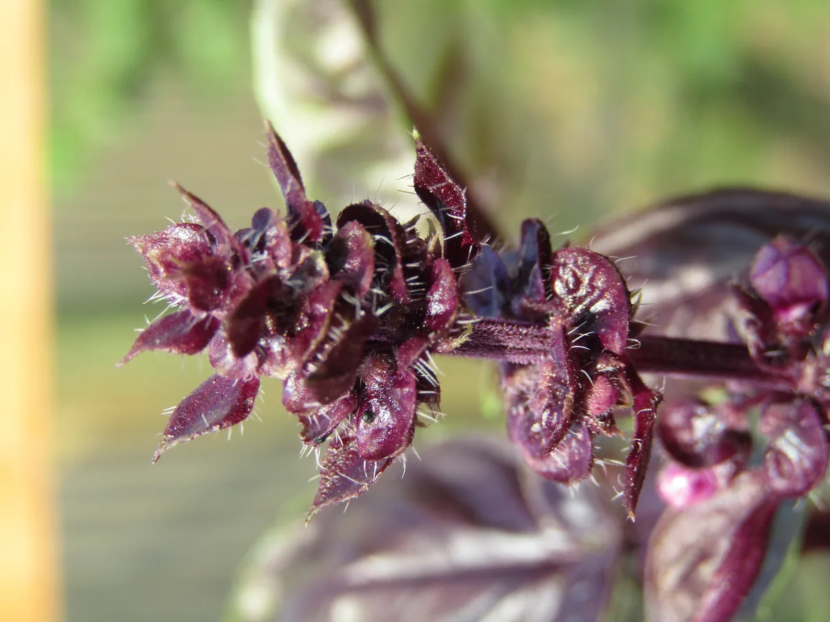 Photo: Kolforn · CC BY-SA 4.0 · via Wikimedia Commons purple basil (Ocimum basilicum var. purpurascens), photograph
