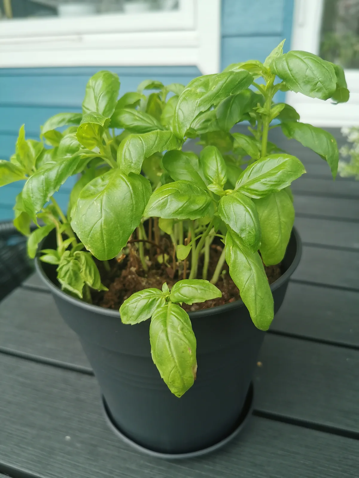 Basil, photograph