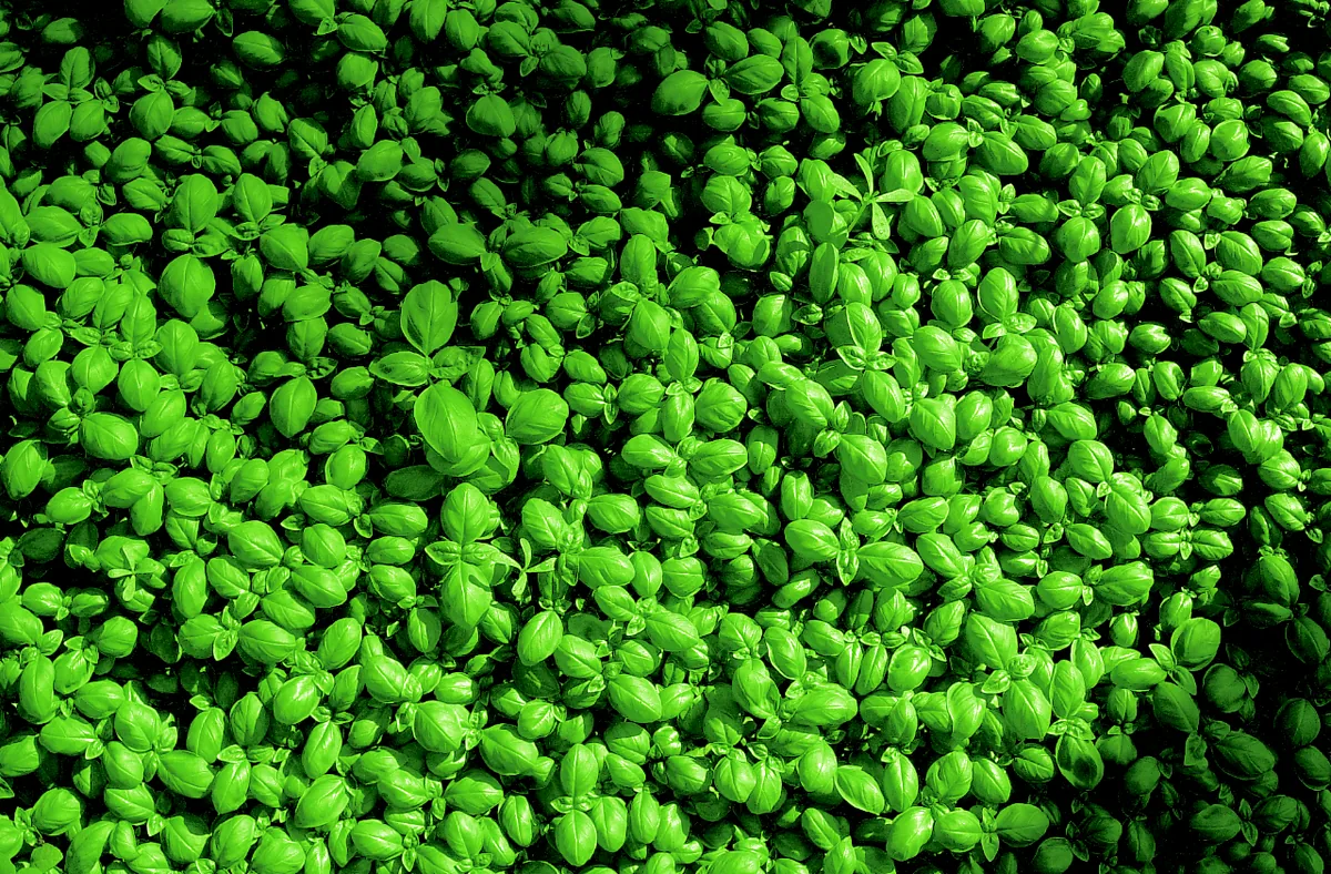 basil (Ocimum basilicum), photograph