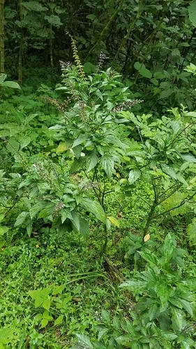 basil (Ocimum basilicum), photograph