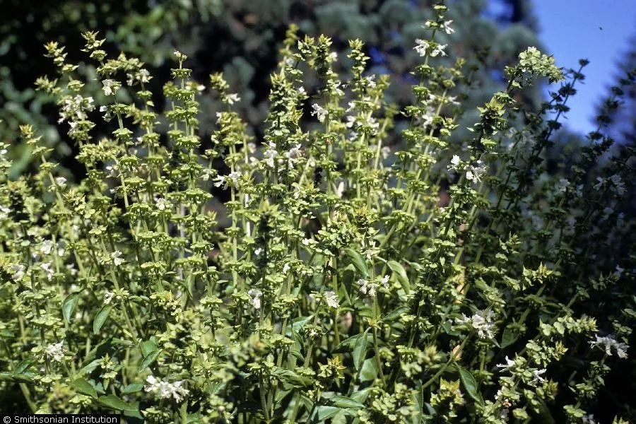 purple basil (Ocimum basilicum var. purpurascens), photograph