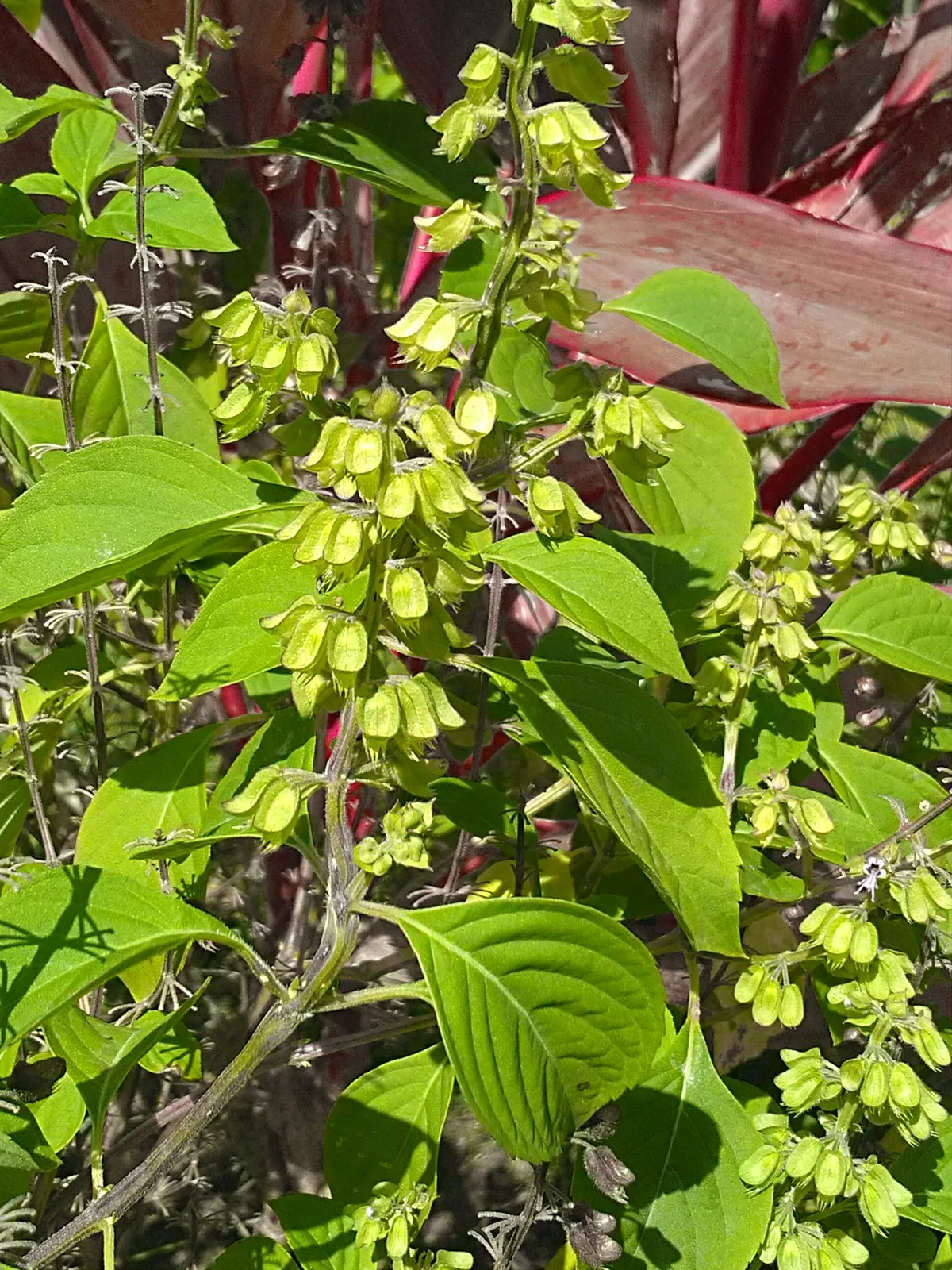 Thai basil (Ocimum basilicum var. thyrsiflora), photograph